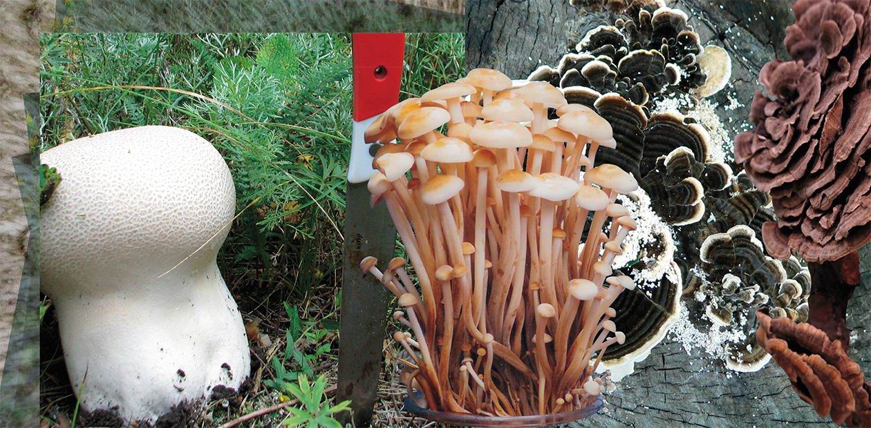 ​Идеи поделок из круп и осенних листьев: грибы