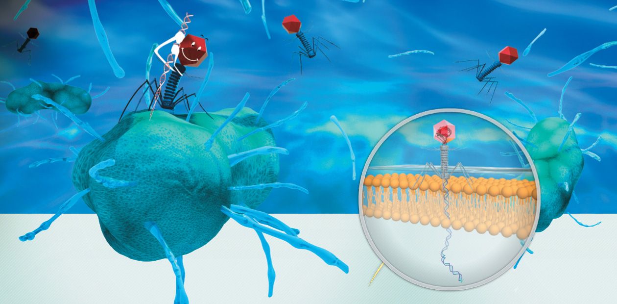 Бактериофаги – враги наших врагов