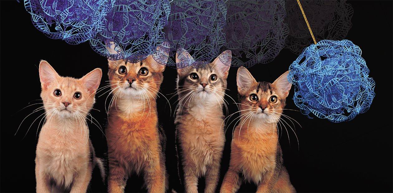 Кошки и гены: 40 лет спустя