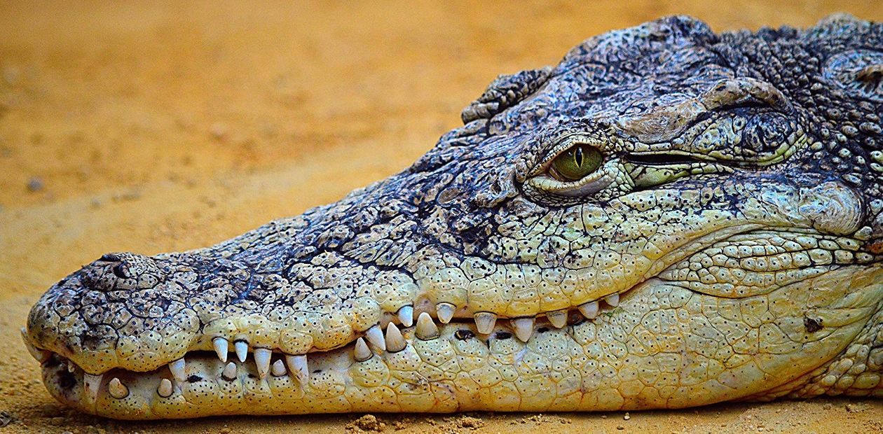 Камни в желудке могут быть спасением для молодых крокодилов