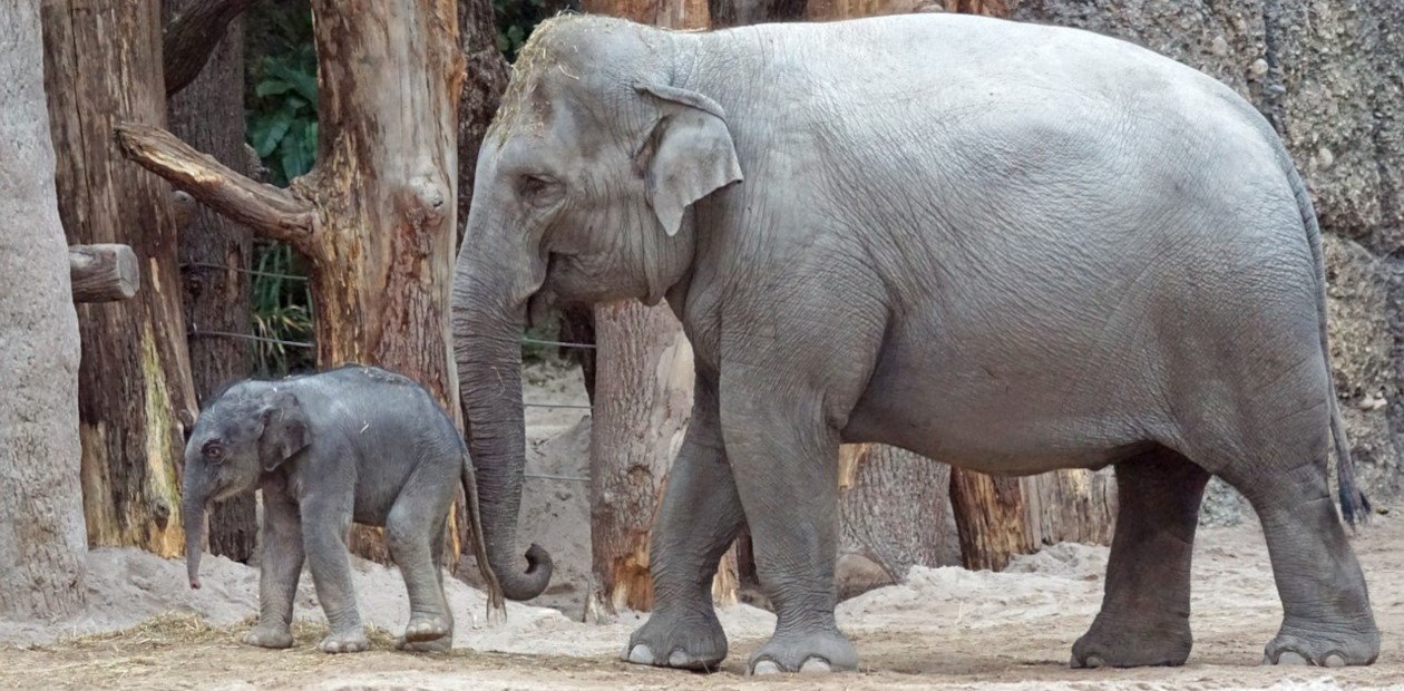 Индийские слоны оплакивают и хоронят своих детей