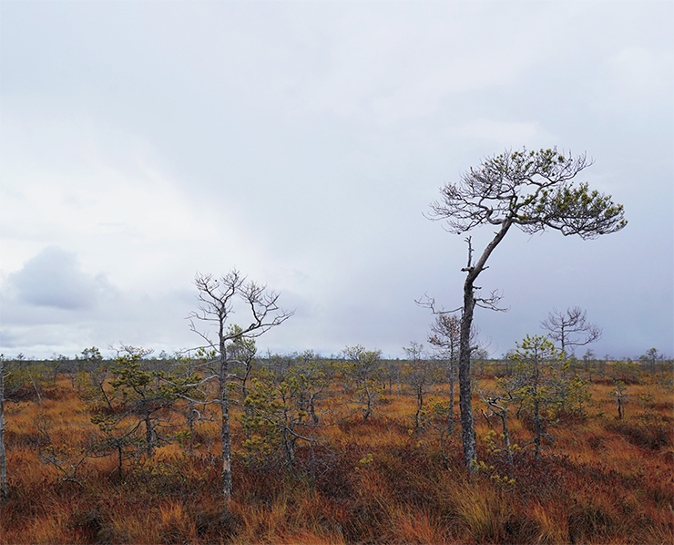 Landscapes of the Great Vasyugan Mire. Top – ridge-hollow complex in a raised bog, bottom – typical raised bog near the river Parbig. Photo: V. Doronin, N. Semerneva