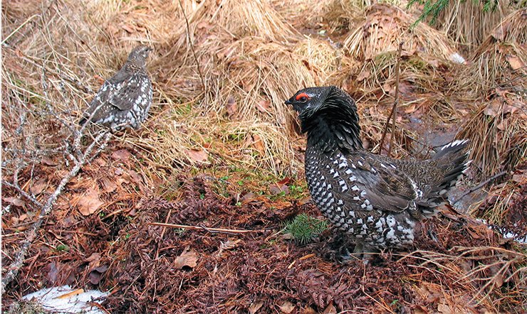A lekking male Siberian Grouse is following a female trying to attract her. Some males started displaying such behavior immediately after their spring release to wildlife – frequently, right on the nursing sites