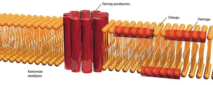Выдвинуто несколько предположений относительно механизмов взаимодействия пептидов-антибиотиков с клеточной мембраной бактерий. В случае «бочоночного» механизма молекулы пептида встраиваются в мембрану, формируя трансмембранные каналы (слева). «Ковровый» механизм подразумевает, что пептиды образуют добавочный слой на участке поверхности мембраны, в конечном итоге разрушая его (справа). В любом случае происходит нарушение целостности мембраны бактериальной клетки, что приводит к ее гибели 