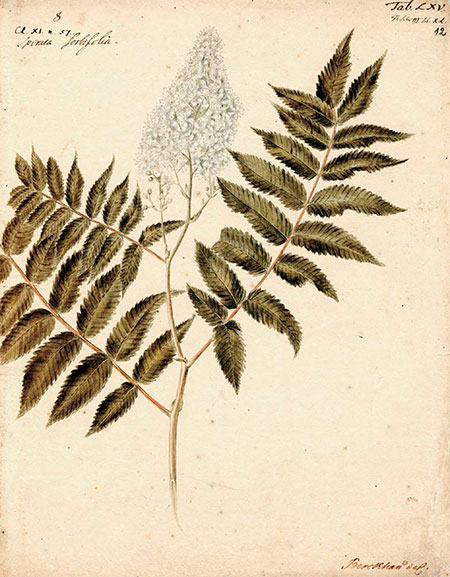 Spiraea Sorbifolia (false spiraea). Gmelin sent false spiraea’s seeds to St. Petersburg, where they were planted in the Botanical Gardens. Subsequently, this shrub spread across the entire Russia. Drawing by J. Chr. Berckhan for Vol. 3 of Flora Sibirica by J. G. Gmelin (1769). Watercolor, pencil. St. Petersburg Branch, Archives of the Russian Academy of Sciences. Register I. Description 105. Case 22. Sheet 12