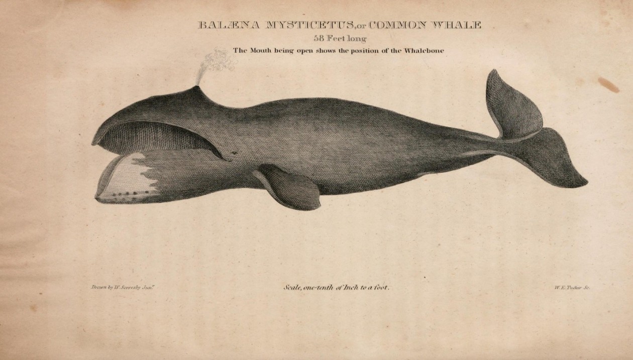Гренландский кит – второе по величине млекопитающее в мире после синего кита. Вес 100 т, средний возраст пойманных особей близок к полувеку. Рис. из кн. H.C. Кэри, Я. Ли «Американская естественная история» (1826-1828). © Public domain