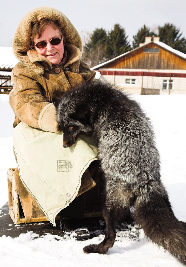 L.N. Trut with a tame fox. 2012. Photo: V. Koval ’