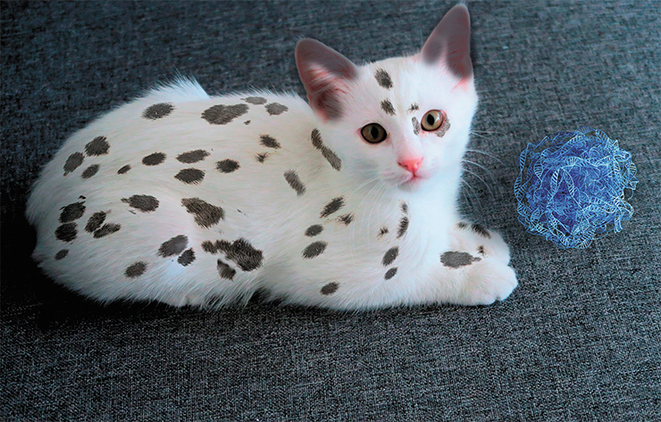 Dalmatian cats could look like this. All the necessary biotechnological methods for creating such breeds are already availiable. © Konevi from Pixabay. Image: E. Borodin