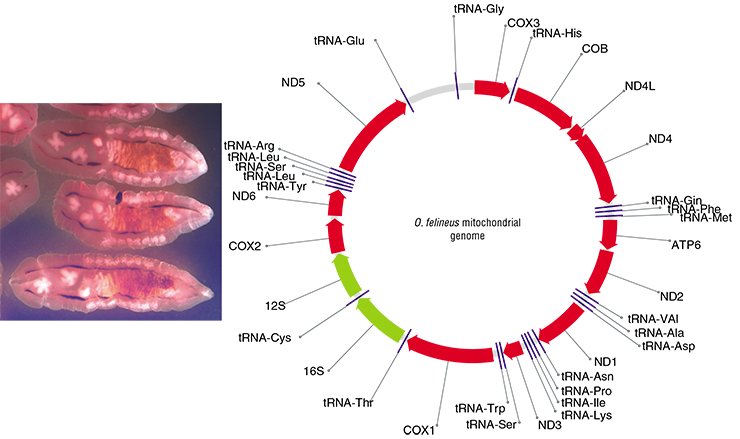 Several fragments of the O. felineus nuclear genome and its complete mitochondrial genome have been sequenced at the Institute of Cytology and Genetics, Siberian Branch, Russian Academy of Sciences. The latter genome comprises 12 protein-coding genes, 2 ribosomal RNA genes, and 22 transfer RNA genes. Two mitochondrial and one nuclear genome DNA fragments were selected as genetic markers for genotyping collection specimens of trematodes. Left, maritae, the adult sexually mature individuals of O. felineus