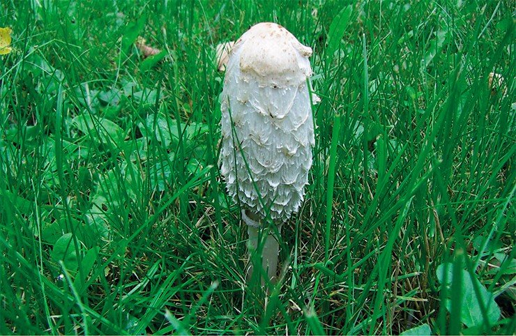 Навозник белый, или лохматый (Coprinus comatus) – вполне съедобный и полезный гриб, из-за своей схожести с «поганками» не пользуется популярностью у отечественных грибников, однако в некоторых европейских странах считается деликатесом. Фото И. Горбуновой
