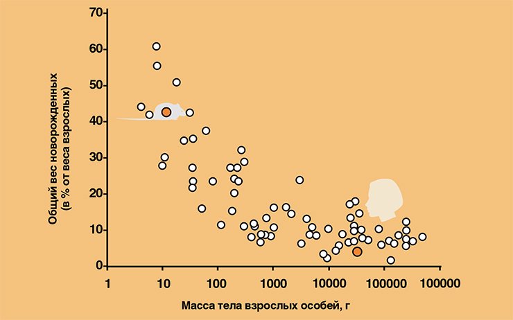 Общая масса новорожденных по отношению к массе тела матери у млекопитающих разного размера в диапазоне от «мыши до слона». График построен с использованием данных Л. В. Полищука и В. Б. Цейтлина (2001)