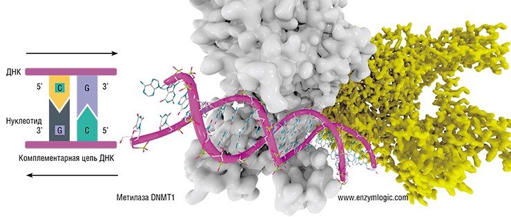 CpG-динуклеотид относится к палиндромным последовательностям: он читается одинаково в обоих направлениях по комплементарным цепям ДНК. Одиночная нить ДНК представляет собой полимер – «бусы», состоящие из 4-х видов бусинок-нуклеотидов: аденина (A), тимина (T), гуанина (G) и цитозина (C). Две нити ДНК удерживаются вместе за счет взаимодействий между парами нуклеотидов, подходящих друг другу, как ключ к замку: A – к T, G – к C. Метилцитозинов, таким образом, в CpG-динуклеотиде два, и после репликации (удвоения) ДНК в процессе деления клетки «новый» нужно опять метилировать. Этим занимается метилаза DNMT1