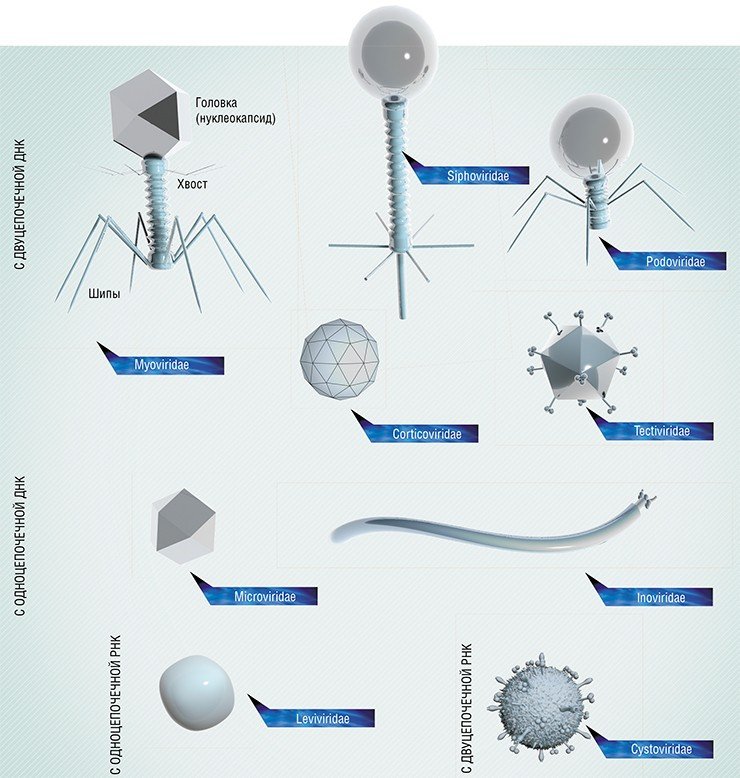 Бактериофаги различаются по форме и строению. Некоторые из них имеют очень простую форму – икосаэдра или нити, а некоторые своим видом напоминают настоящих космических роботов-убийц.У одних фагов наследственная генетическая информация зашифрована в ДНК (одно- или двуцепочечной), у других – в РНК. Наиболее сложно организованы фаги с большим (обычно до 170 тыс. пар нуклеотидов) геномом. Такие фаги и по размеру могут быть крупнее вирусов многоклеточных животных.Типичный бактериофаг состоит из головки, в которой содержится ДНК или РНК, окруженная белковой или липопротеиновой оболочкой (капсидом), и хвоста белковой трубки, которая используется для инъекции вирусного генетического материала в бактериальную клетку