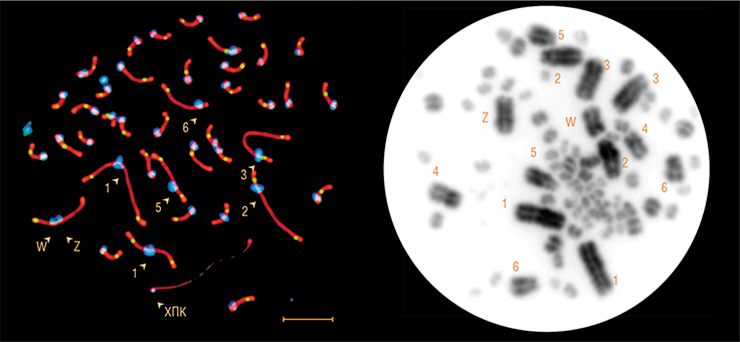 Мейотическая клетка самки ласточки-береговушки (слева) содержит большую «лишнюю» хромосому (ХПК), которой нет в ее соматических клетках (справа). Цифрами обозначены шесть первых макрохромосом в порядке уменьшения размера, буквами Z и W – половые хромосомы. Фото Е. Башевой