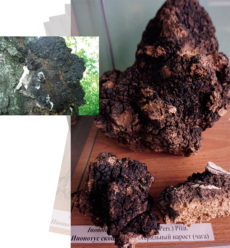Chaga, sterile growths formed by the wood-decaying fungus Inonotus obliquus, resemble lumps of coal. The presence of these dark masses on a tree is a sure sign that it is weakened and will soon die. After the host tree dies, the fungus forms its sexual phase – the true spore-bearing fruitbodies that look like dark, finely porous crust – and dies off, too. Right – chaga specimen in the Siberian Botanical Museum of the CSBG SB RAS (Novosibirsk). Photo: E. Korolyuk