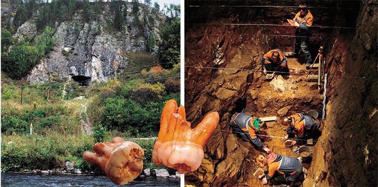 Left: Denisova Cave is a dependable repository of the ancient history of Altai. Photograph by M. Shunkov. On right: Novosibirsk archaeologists have been excavating Pleistocene sediments in Denisova Cave, the Altai Mountains, where man first appeared about 300,000 years ago. The third upper molar, a wisdom tooth of a Denisovan, discovered in the lithologic layer 11 within the sediments dating back to 50,000-40,000 BP
