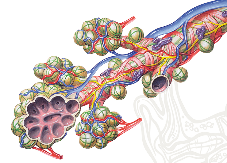 Деталь бронхиальной анатомии альвеол и кровообращения в легких. © Patrick J. Lynch