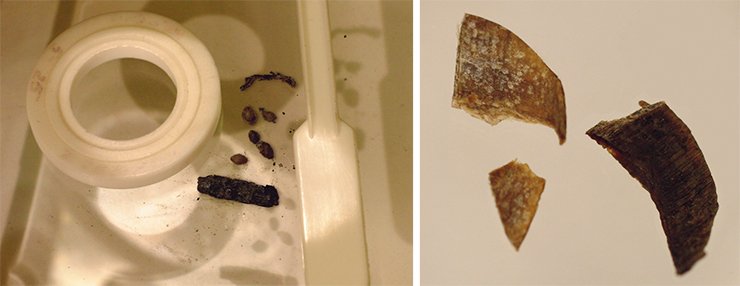 Hemp seeds from the Pazyryk burial ground, ready for analysis (left). Cut-off nails found in the male grave (right). Mound No. 1, Verkh-Kal’dzhin-2 burial ground