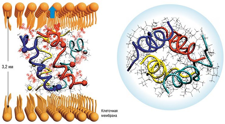 Четыре молекулы антибиотика аламетицина формируют в клеточной мембране канал по «бочоночному» механизму. Слева – супрамолекулярная структура тетрамера аламетицина в мембране, вид вдоль мембраны; справа – вид сверху, на котором хорошо заметно отверстие трансмембранного канала