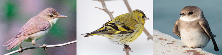 What is in common between a warbler (left), a siskin (center) and a martin (right). They can sing, and they have the GRC