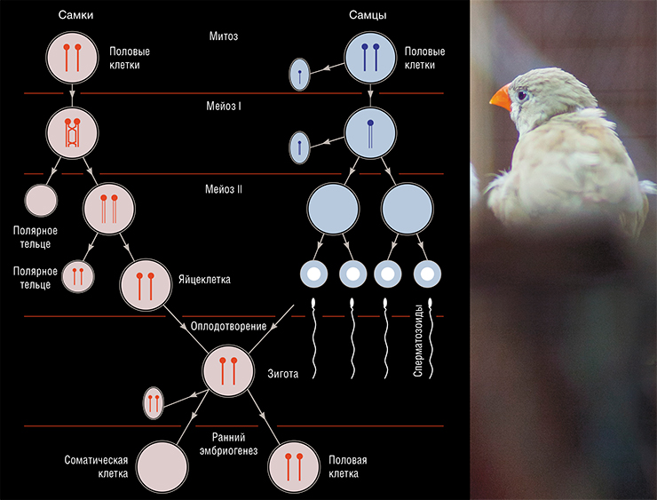 Альтернативное объяснение наличия ХПК в половых клетках птиц. И самцы, и самки наследуют либо одну, либо две копии ХПК от матери. Самки, которые унаследовали две копии, несут их до конца и передают своим потомкам. Самцы, получившие от матери две копии, часто теряют одну из них в ряду клеточных поколений. Вторую они теряют уже в первом делении мейоза