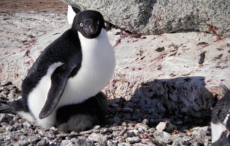Любая информация о составе атмосферы труднодоступного края «полярных сияний и пингвинов» ценится очень высоко
