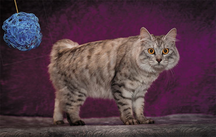 All tailless cats from the isle of Man are heterozygous for the Brachyury gene, since all homozygotes with this mutant gene die. © Michelle Weigold – stock.adobe.com