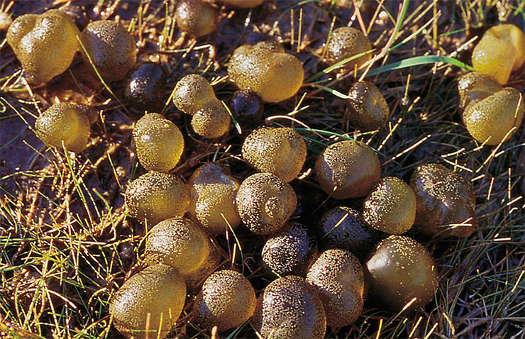 These jelly balls (or ‘mare’s eggs’, as they are also called) on a pond bank are colonies of the bacterium Nostoc pruniforme, one of the many multicellular cyanobacteria of the order Nostocales. © CC BY-SA 3.0/Christian Fischer