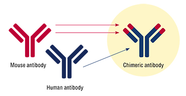 Scientists at the ICBFM SB RAS attached to the human monoclonal antibody a small fragment of a mouse antibody that strongly binds tick-borne encephalitis virus. The “humanization level” of the resulting chimeric antibody is more than 96 %