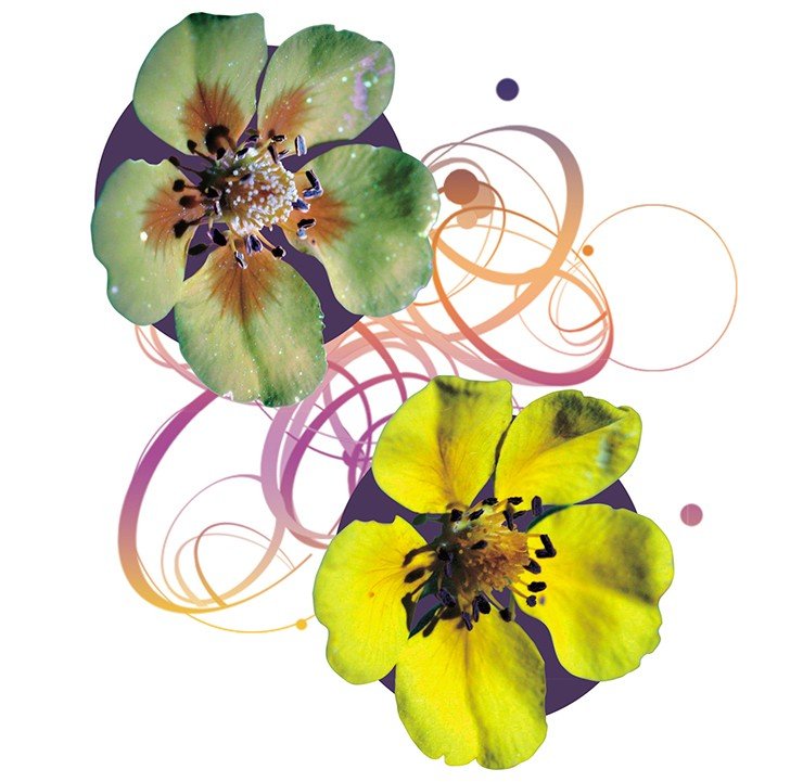 У многих цветков на лепестках есть участки, отражающие ультрафиолетовый свет. Таким образом, зрительные образы, которые видят пчелы (рис. вверху) невидимы для человека (рис. внизу)