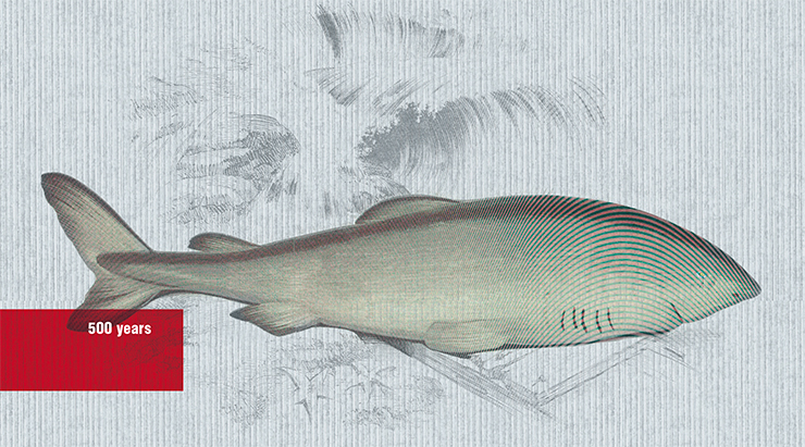 In 2019, biologists observed a Greenland shark whose age was estimated to be around 500 years. The calculation is simple: these sharks grow just one centimeter per year, and the record specimen was 5.4 meters long. If the estimate is correct, this shark was born during the reign of the Russian tsar Basil the Third, the father of Ivan the Terrible. Illustration from “A History of the Fishes of the British Islands” by Jonathan Couch (1877). Public domain