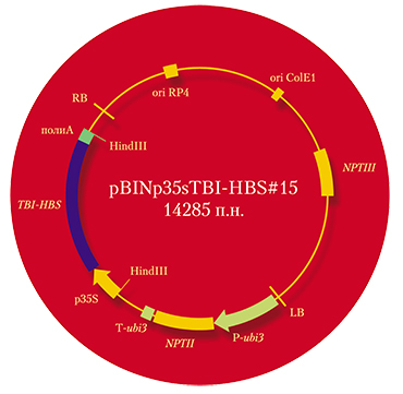 Генетическая конструкция, содержащая нуклеотидную последовательность, кодирующую TBI-HBs – полиэпитопный белок-иммуноген против ВИЧ-инфекции и гепатита В