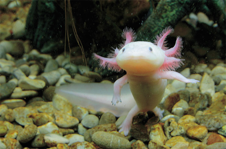 This unique organism is neither an aquatic monster nor an “amphibian man.” This is a Mexican axolotl (Ambistoma mexicanum), a tailed amphibian that stopped developing at the larval stage and retained gills instead of growing lungs. Despite neoteny (i. e., “protracted adolescence”), the axolotl reaches sexual maturity and leaves offspring, also “juvenile.” Axolotls, like newts and salamanders, have a high capacity for regeneration and can regrow lost limbs. © CC BY-ND 2.0/ Luke.Larry