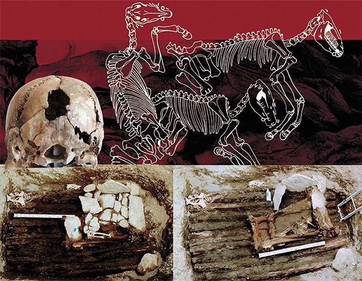 Above the first human burial in Tumulus 1 of the Ak-Alakha 3 site was the burial of horses. Sketch by Ye. Shumakova. On the ceiling of the vault with the mummy of a high-born woman there was another burial chamber with two dead people, made of blocks covered with slabs of stone (left). The back of the skull of one of the dead showed traces of a blow that must have caused his/her death (below). This grave had been violated by ancient robbers. Photo by V. Mylnikov. The photo of the skull by M. Vlasenko