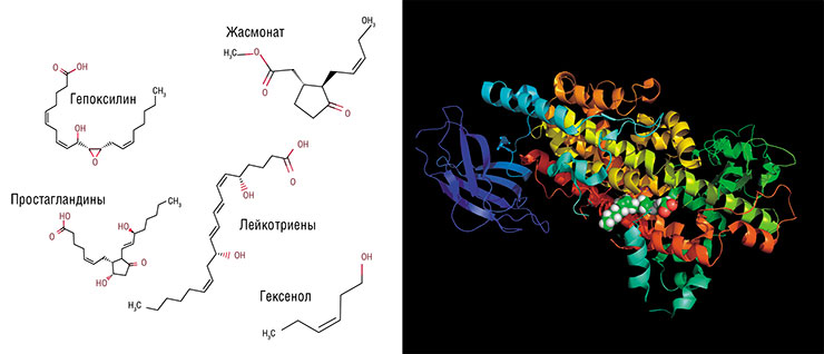 Представители обширного мира оксилипинов имеют разную структуру (слева), но все они синтезируются из жирных кислот с ненасыщенными двойными углеродными связями. Справа – кристаллографическая структура арахидонат-5-липоксигеназы человека, фермента синтеза лейкотриенов. © CC BY-SA 4.0/ Boghog 
