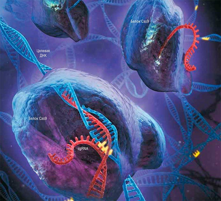 При редактировании генома с помощью системы CRISPR/Cas9 маленькая «руководящая» молекула РНК (sgRNA) направляет белок-фермент Cas9 к целевой последовательности ДНК, комплементарно соединяясь с нужным участком (справа). Сredit: Prof. Feng Zhang, Broad Institute & Massachusetts Institute of Technology