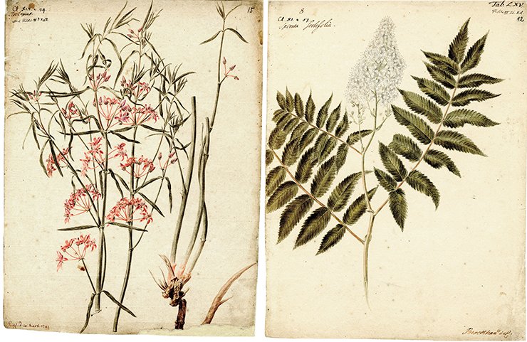 Left: Asclepias (silkweed). Drawing by J. Ch. Berckhan to the 4th volume of Flora Sibirica by J. G. Gmelin (1769). Water color, pencil. SPB RASA Coll. I. Inv. 105. File 22. Sheet 15. On right: Spiraea Sorbifolia (meadowsweet). J. G. Gmelin sent meadowsweet seeds to Petersburg, and they were planted in the Botanical Gardens. Subsequently this bush spread all over Russia. Drawing by J. Ch. Berckhan to the 3rd volume of Flora Sibirica by J. G. Gmelin (1769). Water color, pencil. SPB RASA. Coll. I. Inv. 105. File 22. Sheet 12