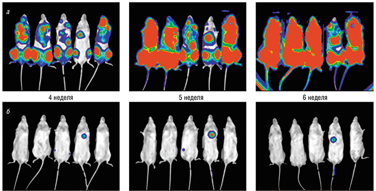 Действие SNX631 – ингибитора CDK8/19, было проверено на лабораторных мышах с лейкемией (а). При непрерывном введении с пищей ингибитор практически полностью подавлял развитие болезни (б), что хорошо заметно благодаря использованию биолюминесцентной визуализации 