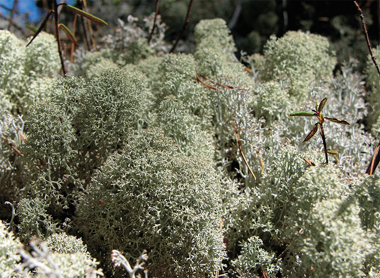 Dry Scots pine forests on poor sandy soils are covered with a carpet of lichens, including species of Cladonia, colloquially called “white moss” and the medicinal Cetraria islandica. Photo by the author