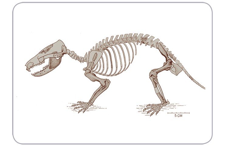 Триконодонт гобиконодон (Gobiconodon ostromi) – один из первых крупных (обратите внимание на масштаб!) хищников-млекопитающих. Ранний мел, Центральная Монтана (схожая форма была ранее описана отечественными палеонтологами из раннего мела Монголии). По: (Jenkins, Schaff, 1988), с изменениями