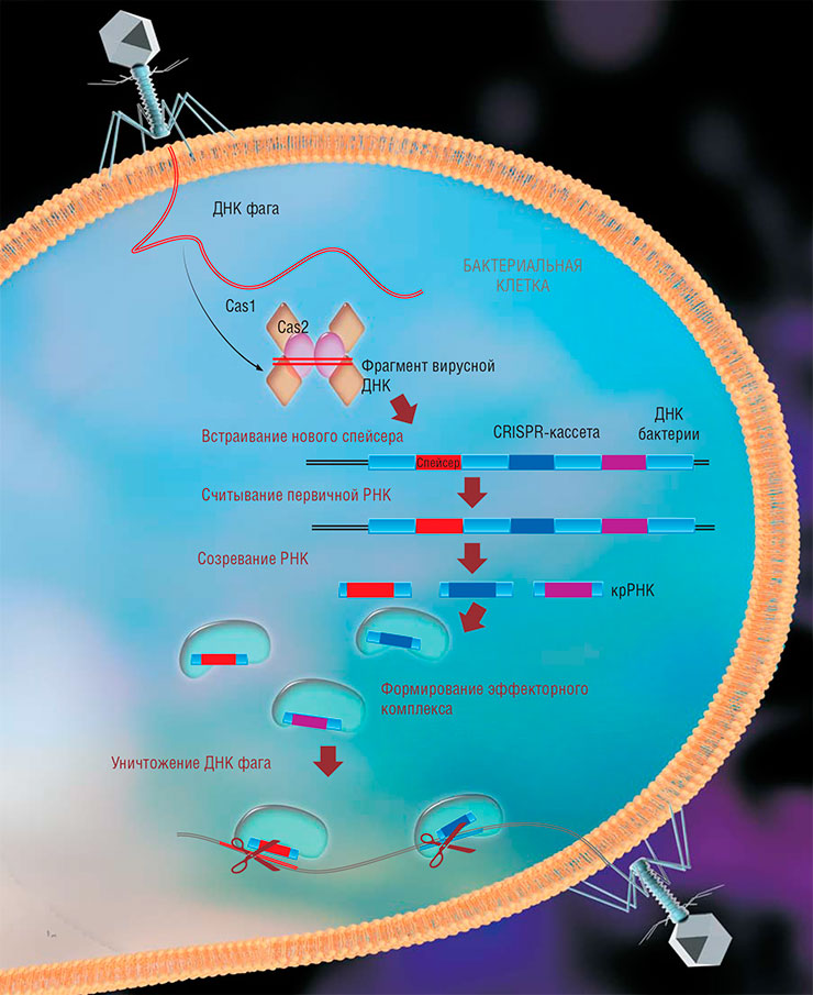 При формировании адаптивного иммунитета бактерий бактериальные белки Cas1 и Cas2 встраивают фрагменты вирусной ДНК (спейсеры) в CRISPR-кассету на своей ДНК, где соседние спейсеры отделены друг от друга нуклеотидными повторами. С CRISPR-кассеты считывается одна длинная некодирующая РНК, которую специальные белки нарезают на короткие фрагменты (крРНК), каждый из них содержит один спейсер. Белки Cas вместе с крРНК образуют эффекторные комплексы, которые сканируют всю ДНК, имеющуюся в клетке. Когда этот комплекс находит ДНК с фрагментом, соответствующим спейсеру, он разрезает ее на части, уничтожая наследственный материал вируса. По: (Ширяева, Строцкая, Северинов, 2016)