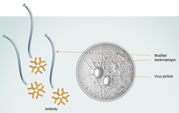 Currently, phages can be used not only directly as bactericidal agents, but also as carriers for drug delivery, be it an antibody or a chemical therapeutic. Above: The phages carrying antibodies to the vaccinia virus attack this virus. Atomic force microscopy. Photo by the courtesy of G. Shevelev and D. V. Pyshnyi