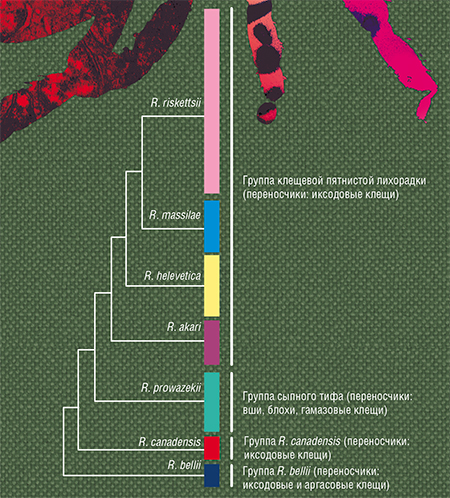 Филогенетическое древо риккетсий, основанное на анализе последовательностей ряда генов большинства известных видов риккетсий. По: (Merhej et al., 2014)