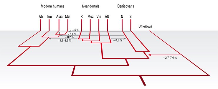 A schematic illustration of some archaic and modern groups and their genetic interactions. Modern humans are represented by African, European, Asian and Mleanesian populations; Neandertals are represented by an unknown population (X) contributing to non-Africans, and by Neandertal genomes from the Russian Caucasus (Mez), Croatia (Vin) and Denisova Cave (Alt); Denisovans are represented by an unknown population (S) contributing to people in the Pacific and by the population in the Altai Mountains (N). “Unknown” represents a hominin that diverged between one and four million years ago and contributed to the Denisovan genome. For each of the six genetic contributions detected to date, the approximate percentages of the genome contributed are indicated. Prüfer et al., 2014