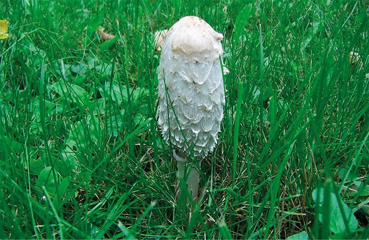 Shaggy mane (Coprinus comatus) is an edible and useful mushroom; due to its unappealing exterior it is not popular among Russian foragers, however, it is considered a delicacy in some Western countries. Photo: I. Gorbunova