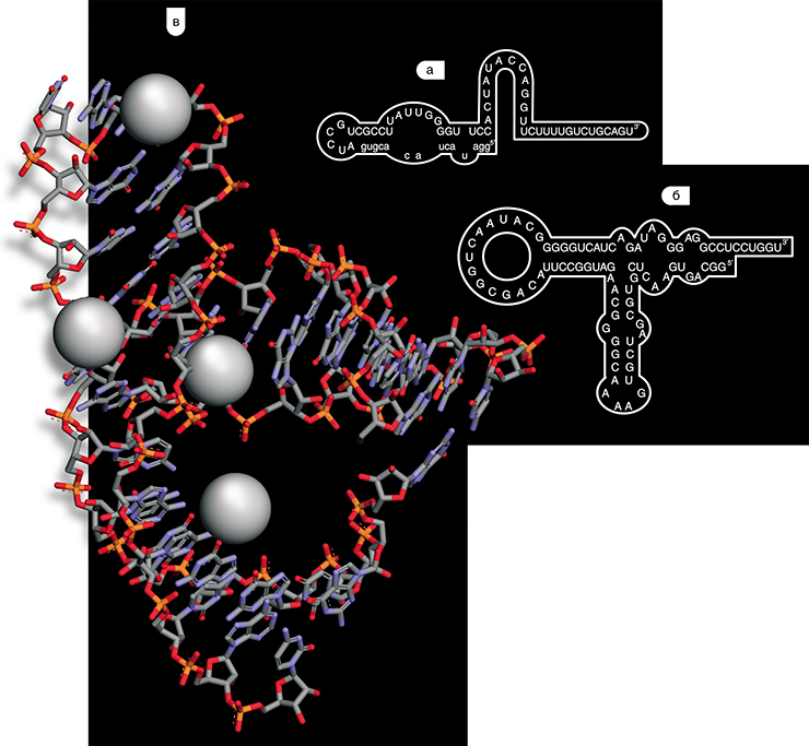 Методом молекулярной селекции были выделены тысячи разных РНК-аптамеров, способных образовывать комплексы с самыми разными молекулами. а) аптамер, связывающий аминокислоту изолейцин; б) аптамер, связывающий аминокислоту тирозин; в) трехмерная структура hammerhead рибозима (Dunham C. M., Murray J. B., Scott W. G., 2003)