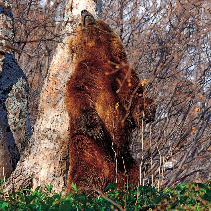 Камчатский бурый медведь – один из крупнейших подвидов в мире. В 1980-е гг., в связи с возросшим спросом на медвежью желчь, поголовье камчатских медведей резко сократилось – с 12 тыс. особей до 6 тыс. Виной тому были не только действия браконьеров, но и все увеличивающиеся квоты на официальный отстрел. До сих пор этот вид является объектом охоты, и спрос на него в ближайшем будущем сохранится. В Кроноцком заповеднике обитает более 700 бурых медведей – это 10 % всей камчатской популяции. И пока существует охраняемая территория, численность медведей можно будет восстановить