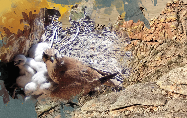 Самка подвида F.ch.cherrug с птенцами. Фото с фотоловушки, Сибэкоцентр / RRRCN