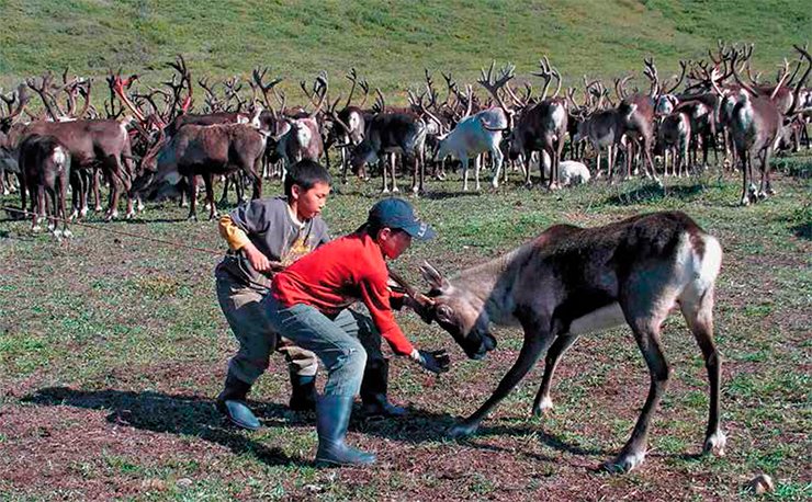 Lassoing bucks before the rut to saw antlers is one of the most difficult tasks in reindeer-breeding. Even so, a reindeer breeder holding a reindeer with the maut often asks the child “to help” him cope with the animal, and the child proudly and willingly holds on to the maut. The adults cheer this assistance loudly 