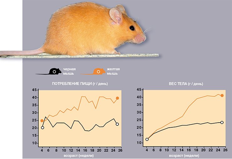 Основной причиной ожирения у желтых мышей является постоянное переедание. Они начинают есть больше нормы уже с 6-ой недели жизни, в результате чего уже через неделю начинают превосходить черных по весу тела